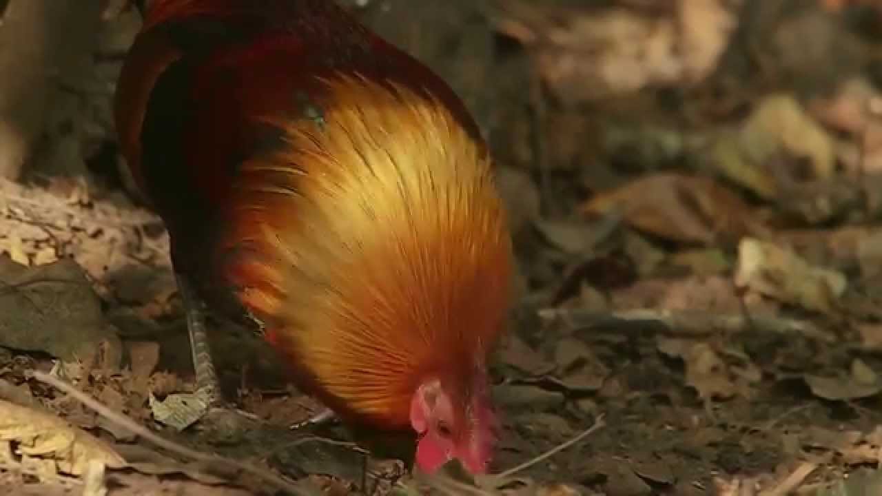 RED JUNGLEFOWL,Gallus gallus,Punaviidakkokana,Thailand