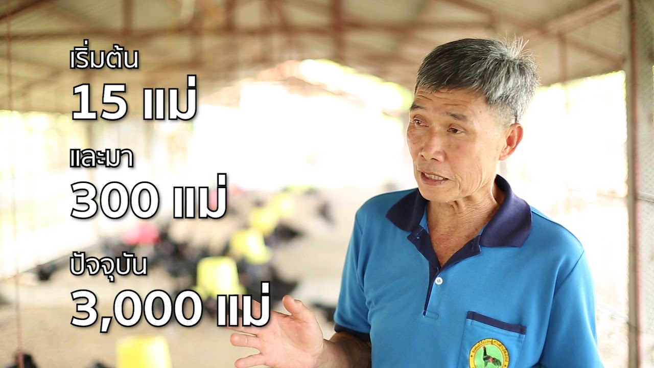 การเลี้ยงไก่พื้นเมือง ตอนที่ 2: เลี้ยงไก่พื้นเมือง ให้ได้ผลผลิตดี...มีคุณภาพ