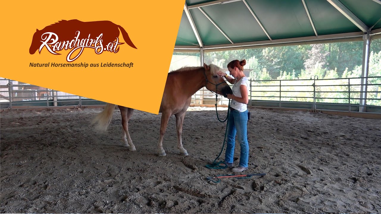 Training L3: Roundpen: Training Respektarbeit mit Lovely (6) - (Sanguiniker)