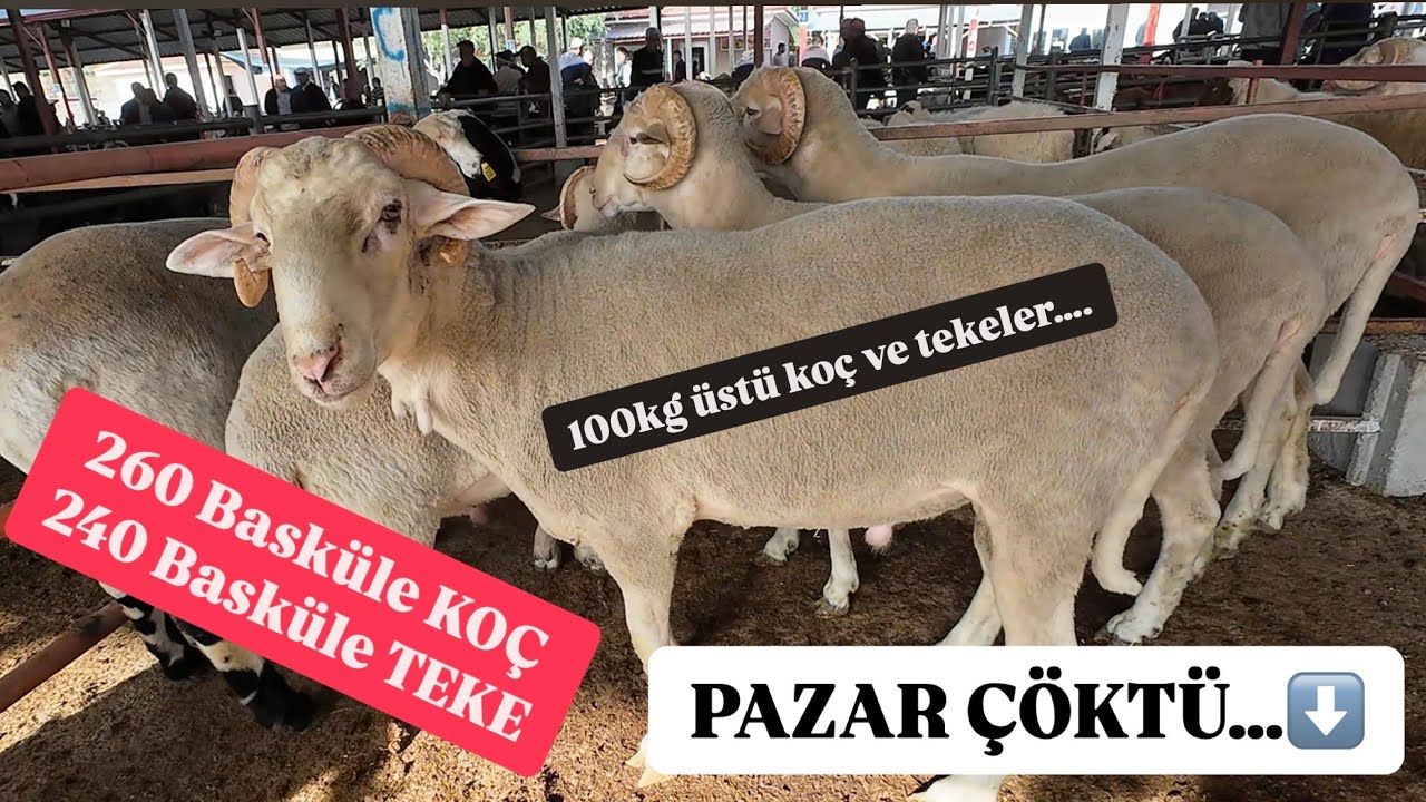 KURBANLIK FİYATLARI KÜÇÜKBAŞ CANLI HAYVAN PAZARI FİYATLAR DÜŞÜYOR MAYIS 2025 #koyun #keçi #kurbanlık