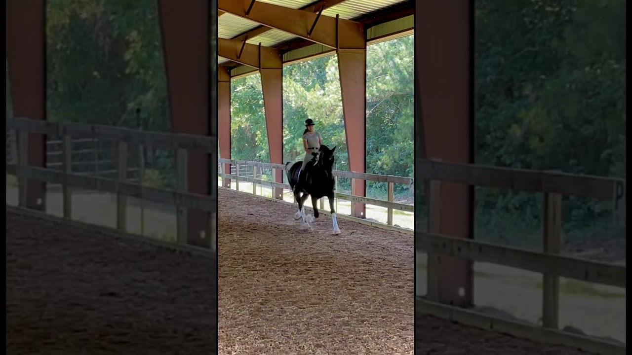 Leg Yield At The Canter #horse #horsegirl #riding