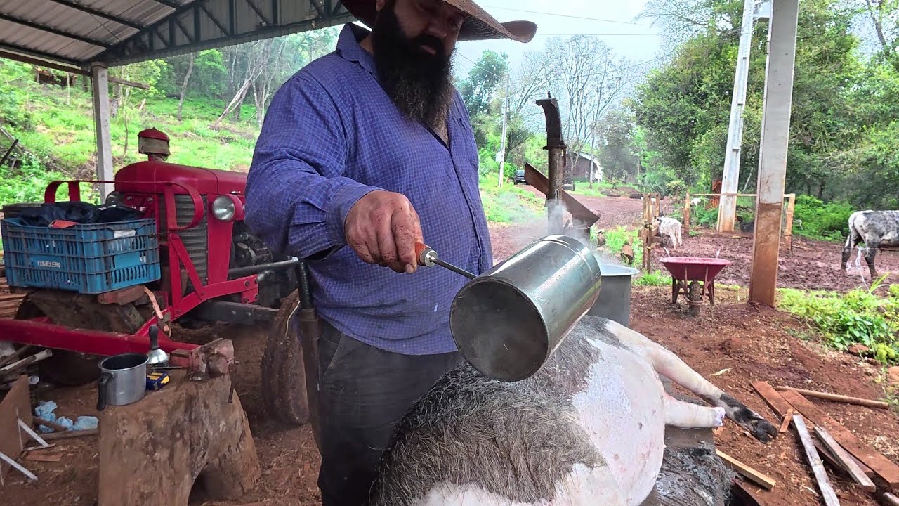 tratando a leitoa javali valente