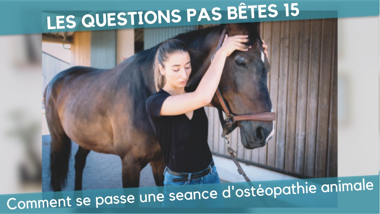 Comment se passe une séance d'ostéopathie animale ? LQPB 15