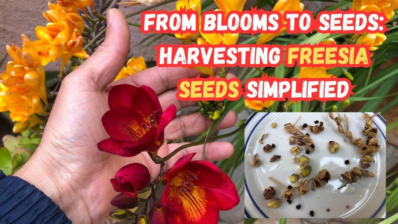 From Blooms to Seeds: Harvesting Freesia Seeds Simplified 🌸#freesia #flowers #gardeningtips #garden