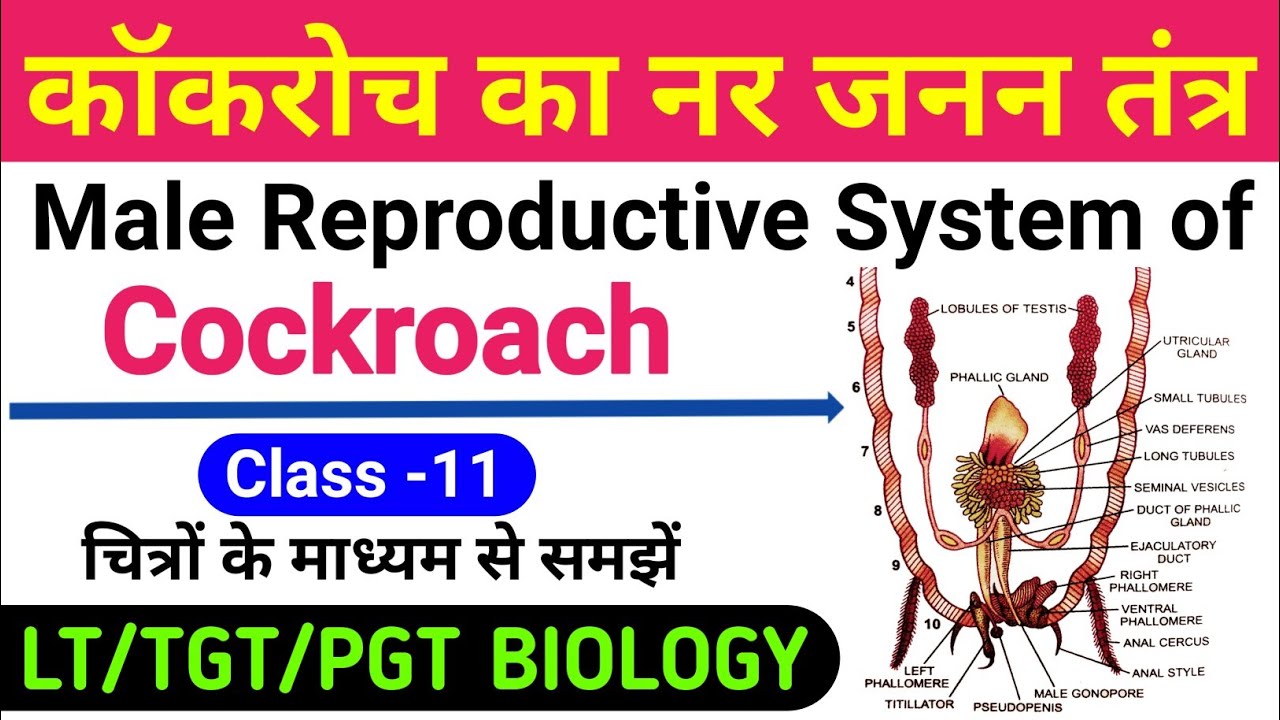 male reproductive system of cockroach | cockroach ka nar janan tantra | lt grade/tgt biology class