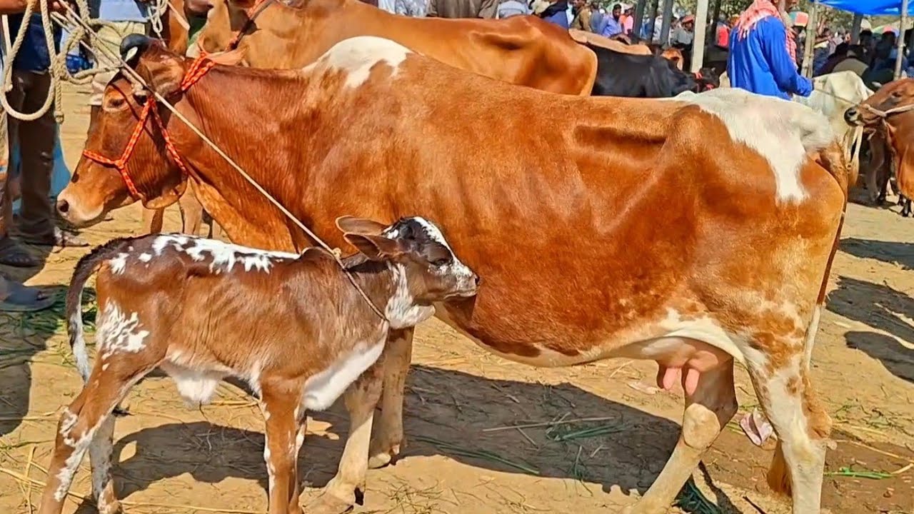 @আজ ৫ ফেব্রুয়ারী
