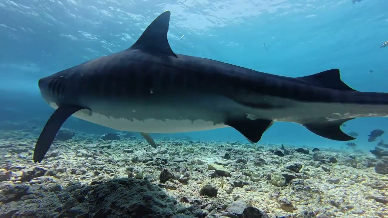 Tiger Shark Zoo (Fuvahmulah)