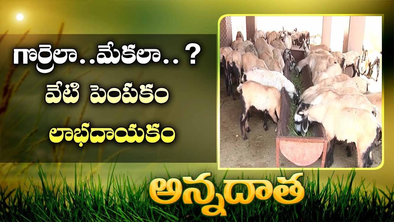 Sheep or Goat  | Which is the Good Option for Farmers