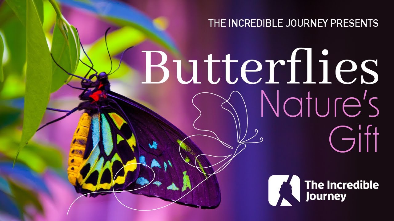 The Beauty of Butterflies &ndash; Evidence of a Master Designer