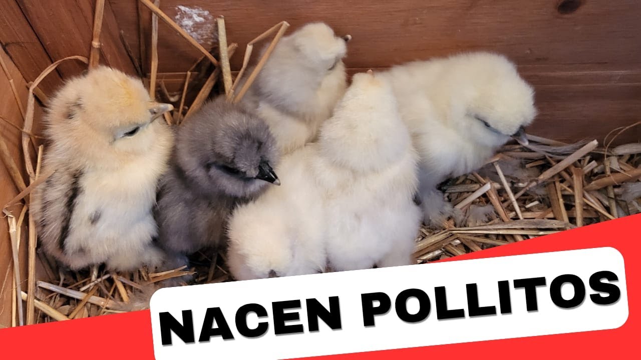 Así nacen mis pollitos Silkie japoneses o sedosas del Japón🐥 | Iniciamos mudanza urgente