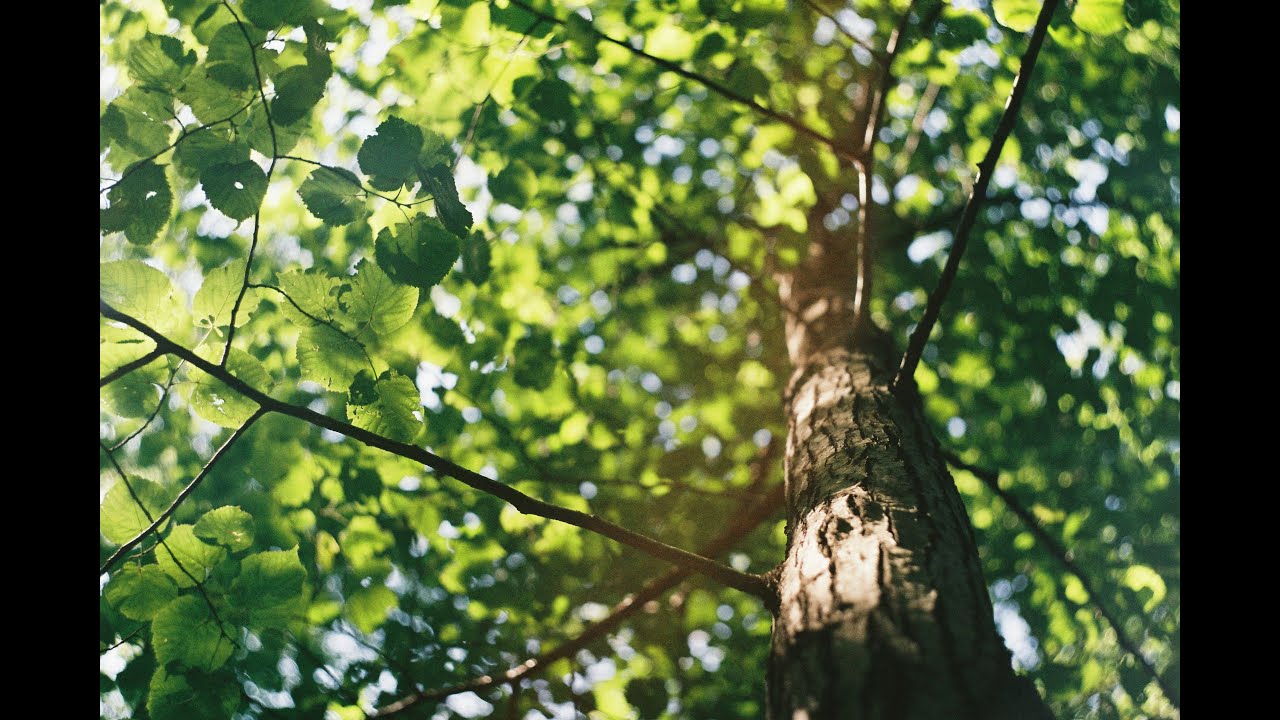 The Life of Trees is Our Life