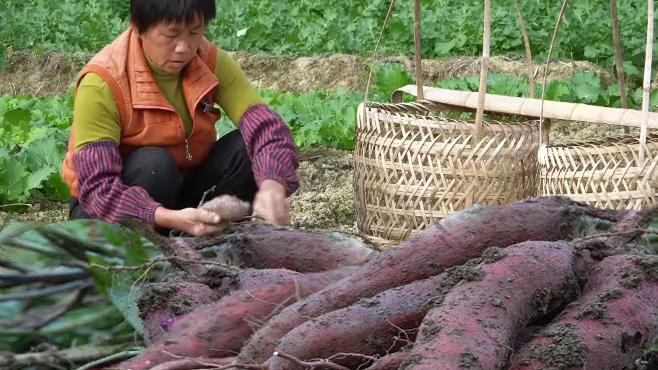 Выкопайте фиол. картоф., жар. хлеб, на пару рис. пирог, мягк. и сладк. выпечку