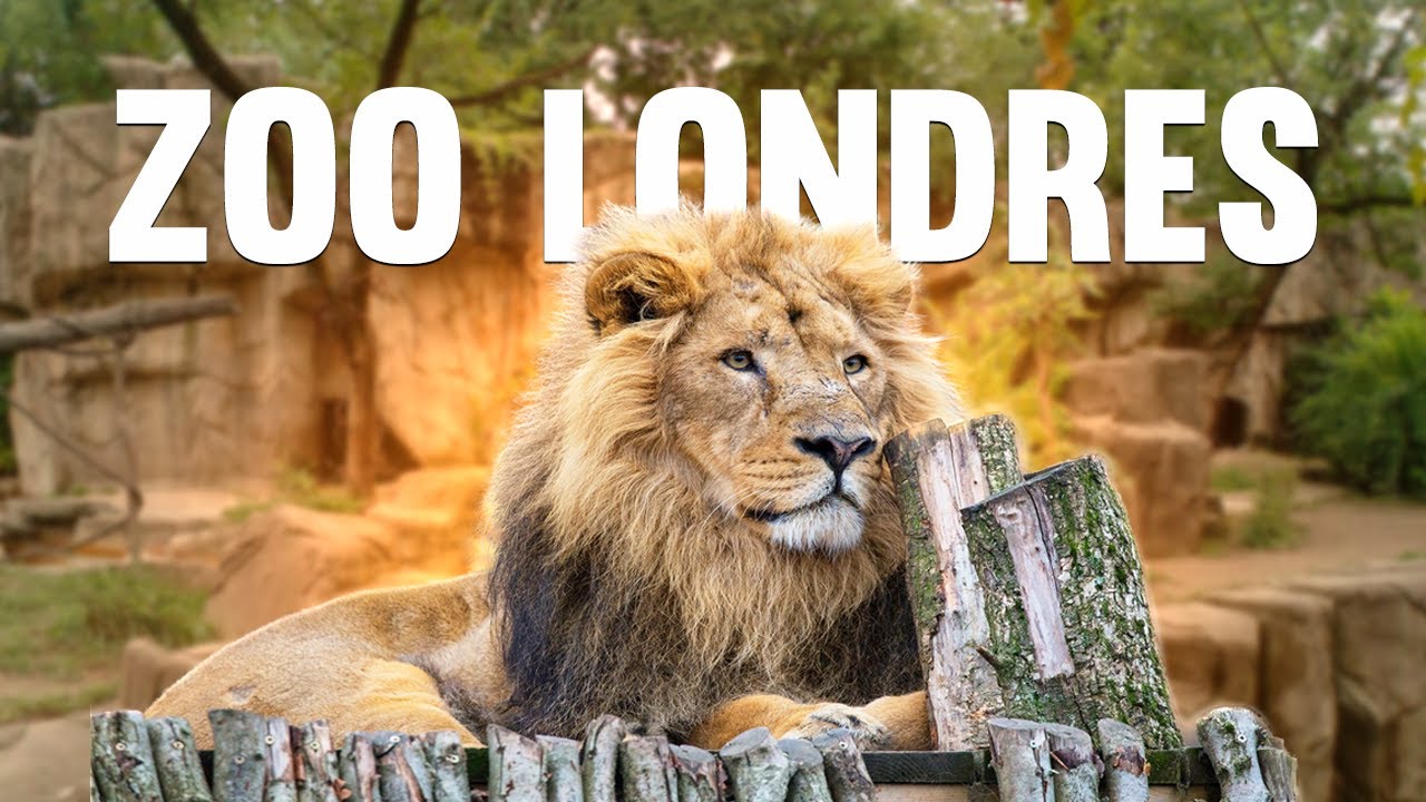ZSL LONDON ZOO - TOUR PELO ZOOLÓGICO EM LONDRES - MELHORES DESTINOS
