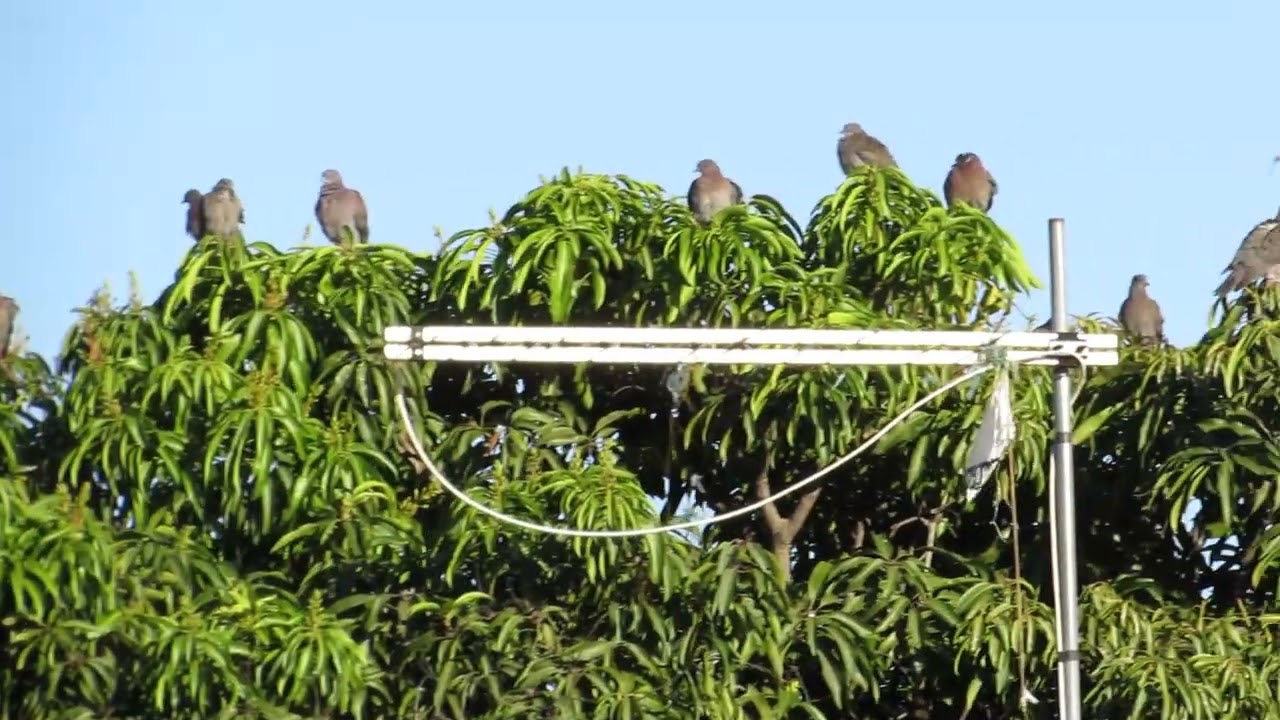 Pomba-galega - Patagioenas cayennensis