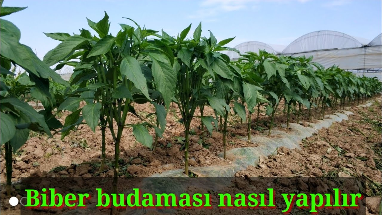 Biber budaması nasıl yapılır. jalapeno Biber yetiştiriciliği Mersin Tarsus heleke köyü