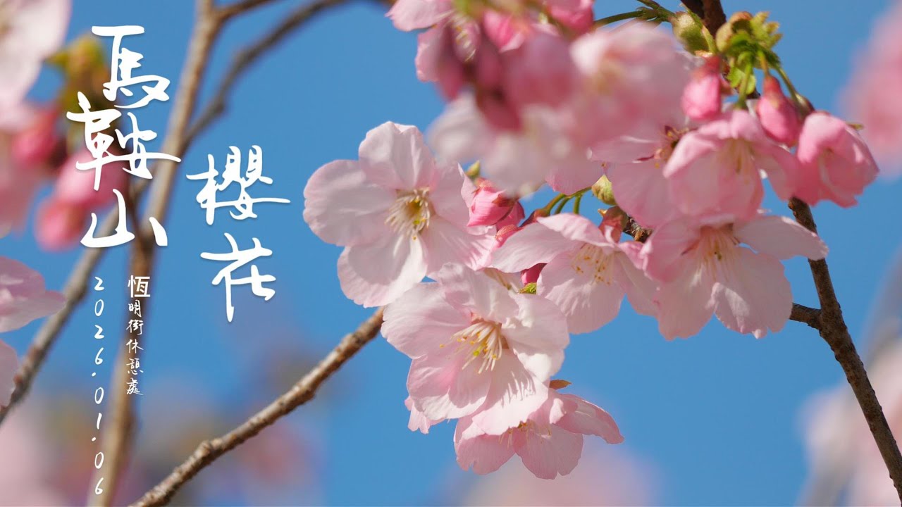 馬鞍山恒安站 河津櫻美麗綻放 蝶戀花 4K