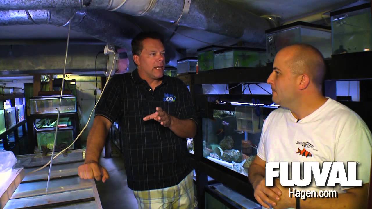 Cichlid breeding