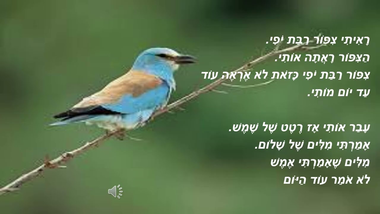 ציפור שנייה