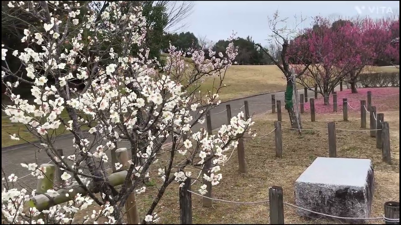 馬見丘陵公園・梅林