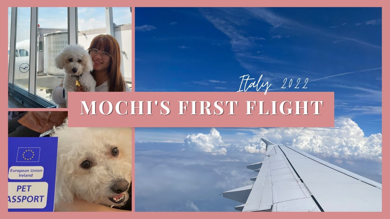 Travelling With My Small Dog In The Cabin with Lufthansa (Dublin to Milan)
