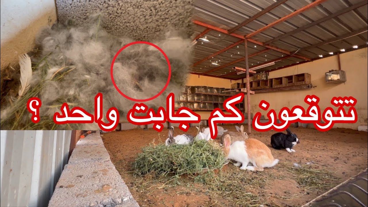 الارنب ولدت🔥❤️