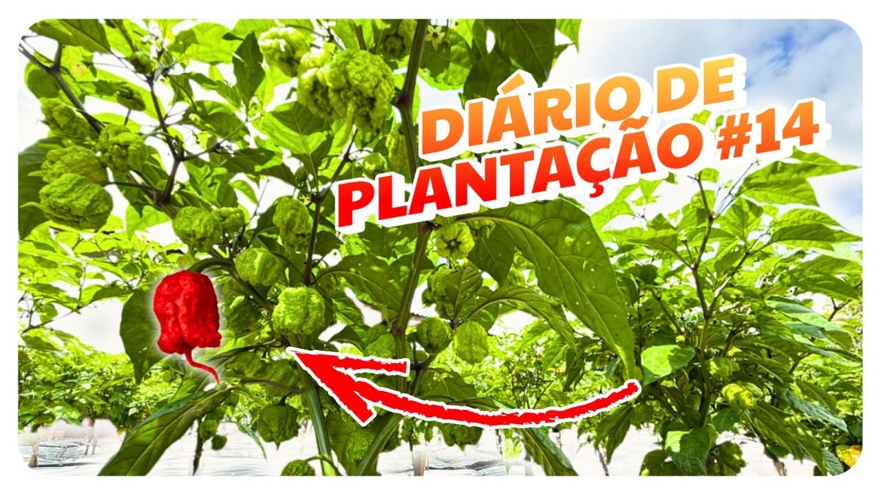 ELAS CHEGARAM! Carolina Reaper: A MAIS FORTE DO MUNDO - Diário de Plantação #14