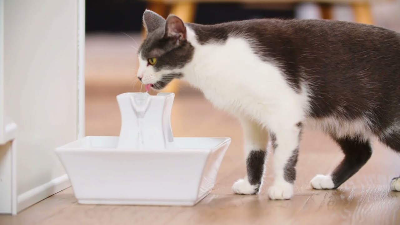 How to Assemble and Clean Your Drinkwell&reg; Pagoda Pet Fountain