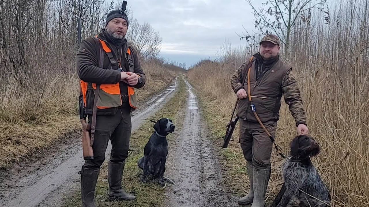 Odc.39.Polowanie na bażanty z Michałem i Czokiem  #pheasanthunting#