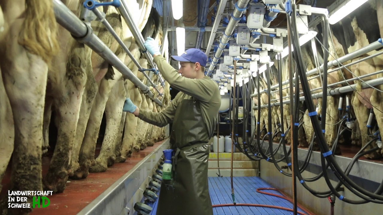 Dairymaster Swing-Over Melkstand - Dairymaster Schweiz - Schweizer Milch - Echt Stark