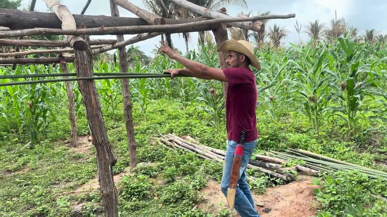 Tirei bastante talo já me acompanhei pra vocês ver como é que eu vou fazer no barquinho na roça
