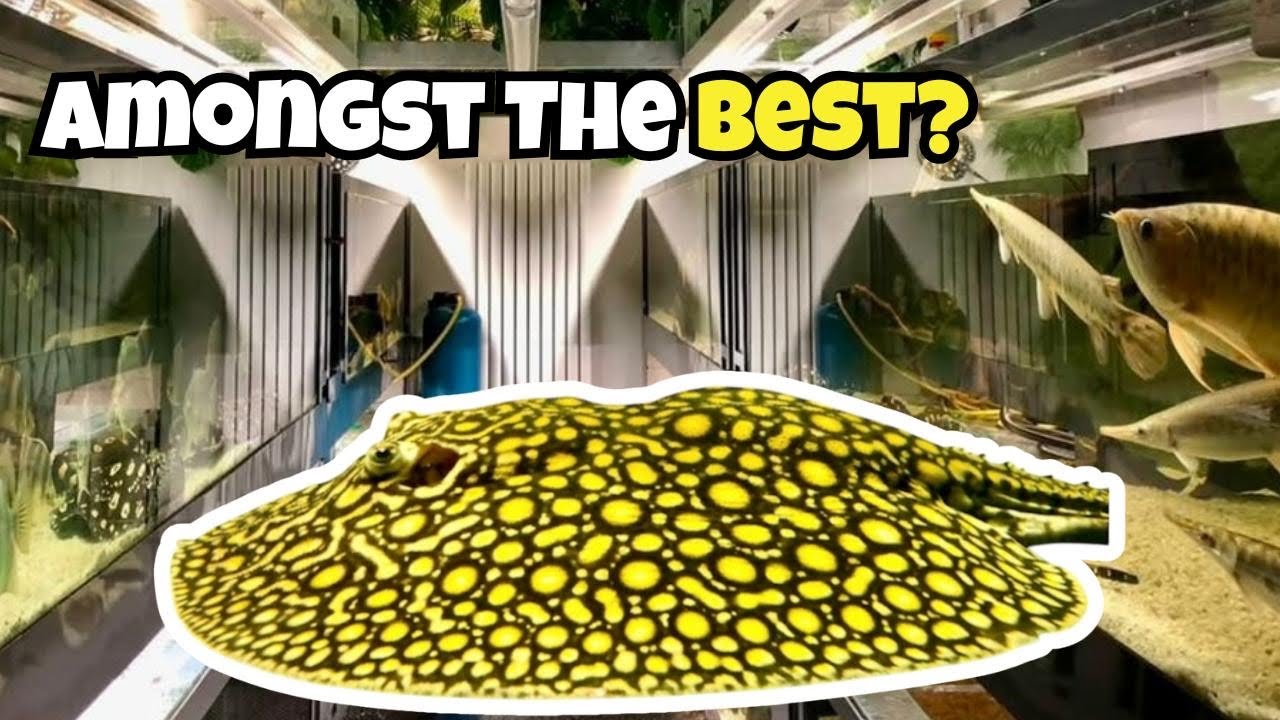 Amongst The Best In The World?