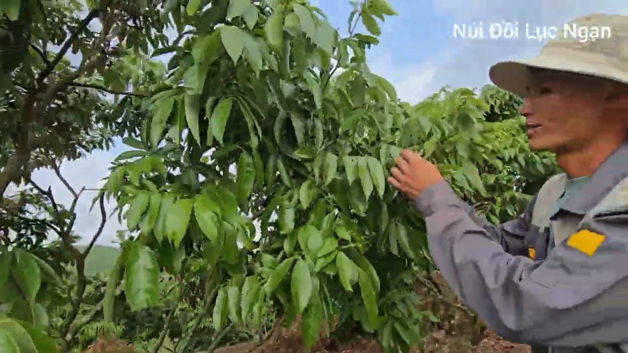 Các Loại Vải Lục Ngạn Có Còn Ra Được Hoa Sau Đợt Rét Đậm l Núi Đồi Lục Ngạn