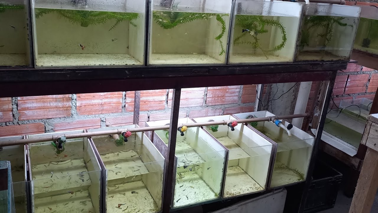 Atualização da minha criação de guppy de linhagem