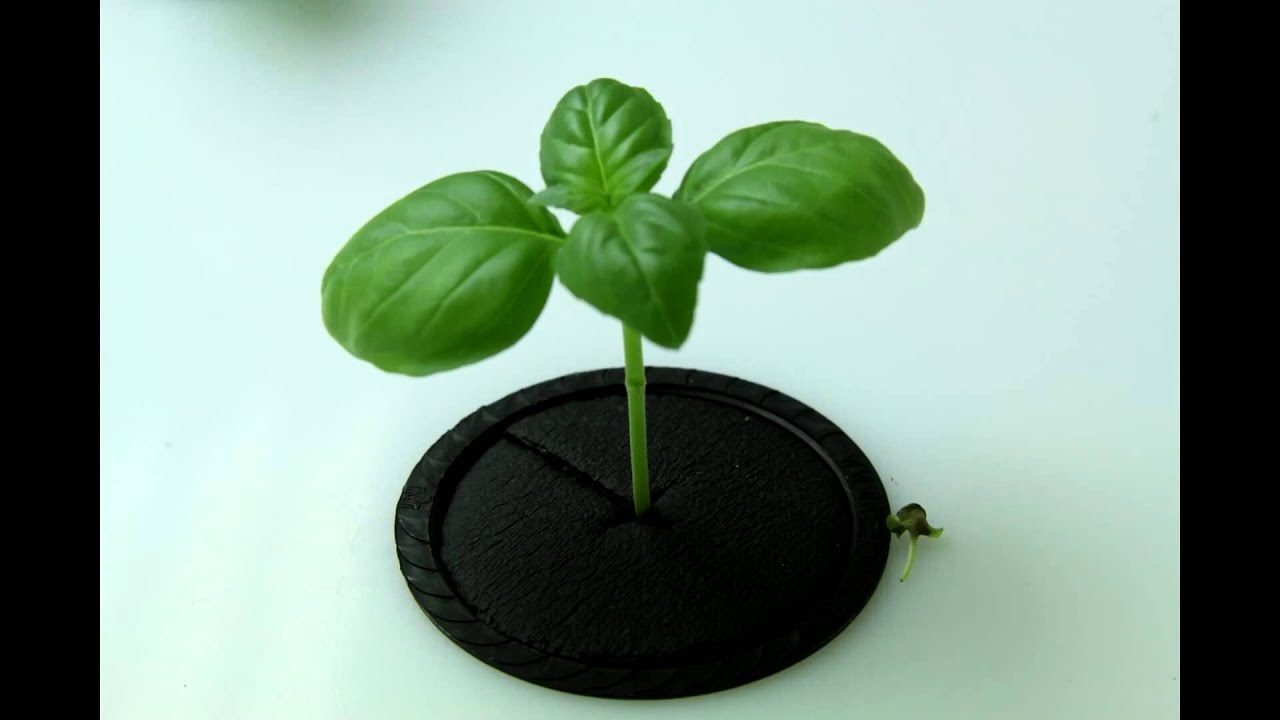 30 Day Basil Time Lapse