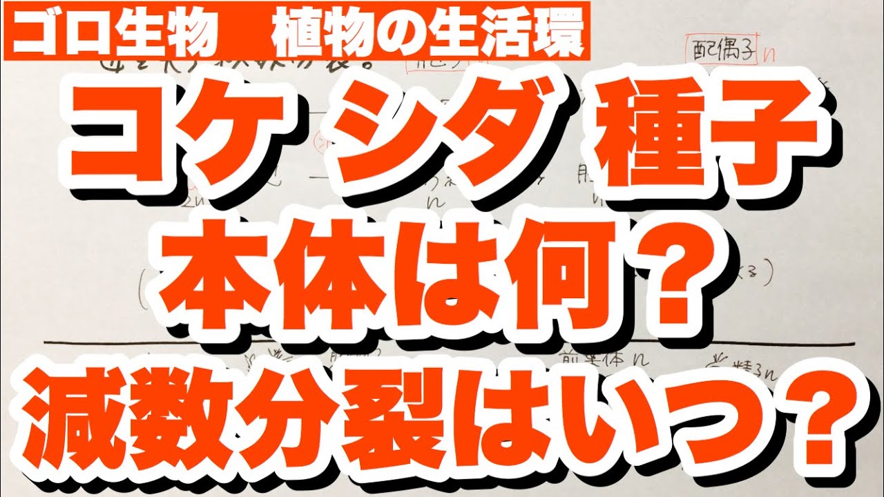 【配偶体？胞子体？植物の本体の覚え方】植物の生活環の語呂合わせ　本体・減数分裂が行われる過程・胞子体と配偶体の違い・胞子と配偶子の違い・核相の覚え方　花粉四分子や前葉体など　ゴロ生物