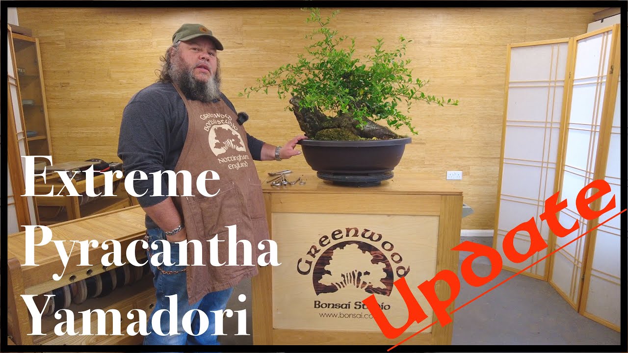 ОБНОВЛЕНИЕ Extreme Pyracantha Yamadori — Greenwood Bonsai