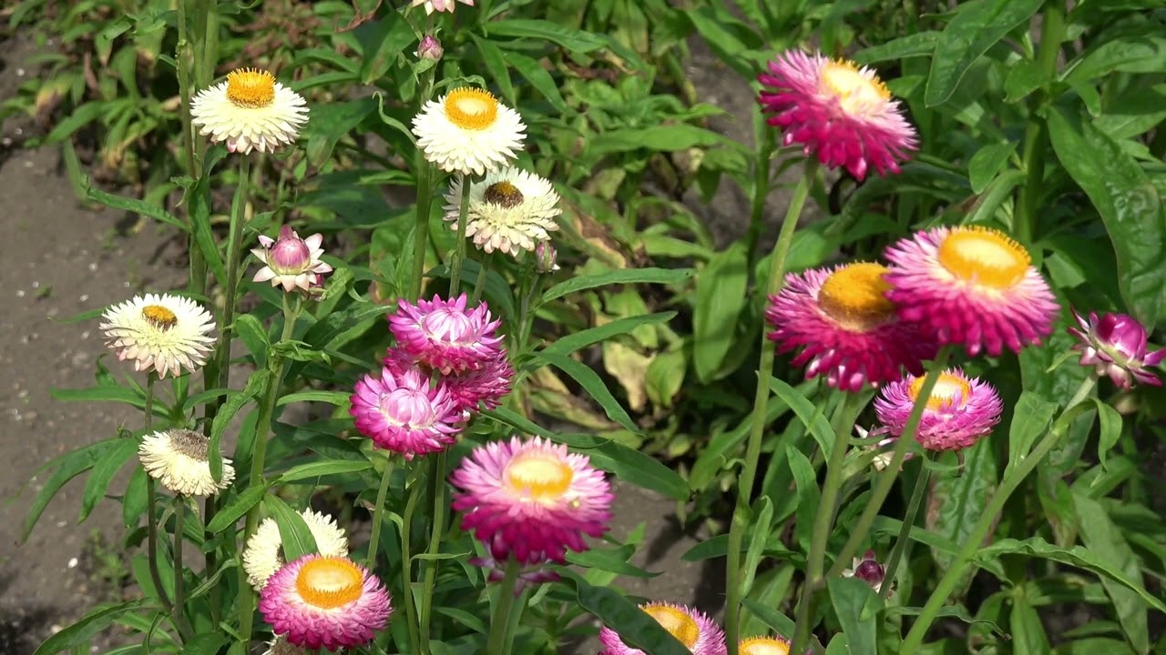 お花畑 植花夢 ウェルカム