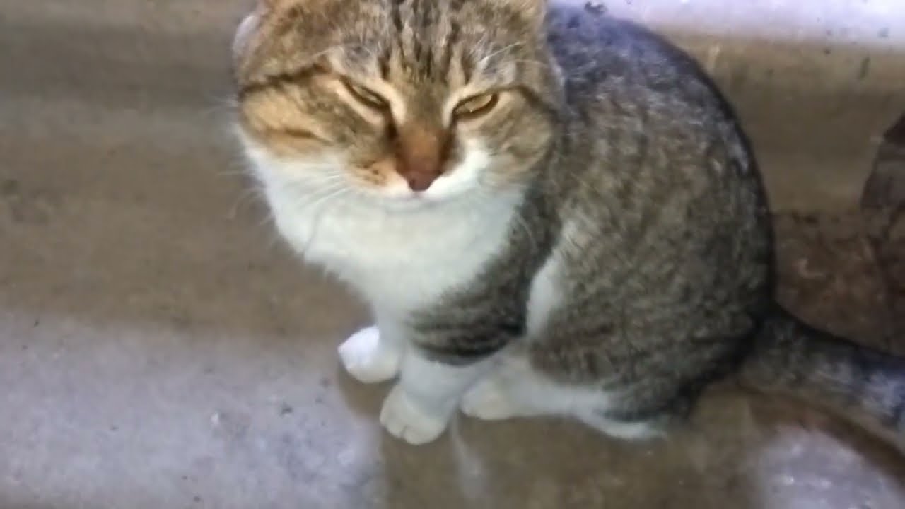 Коты помирились. Но тут пришла кошка...