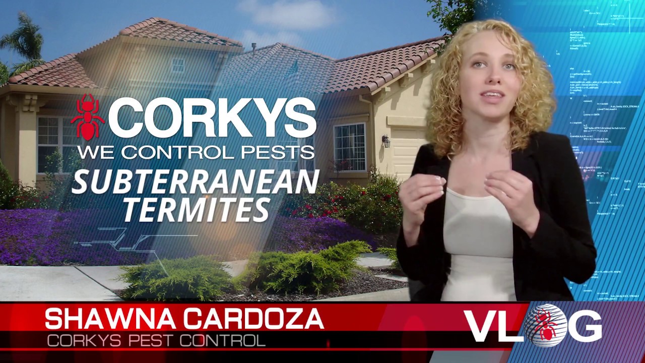 Subterranean Termite Treatment
