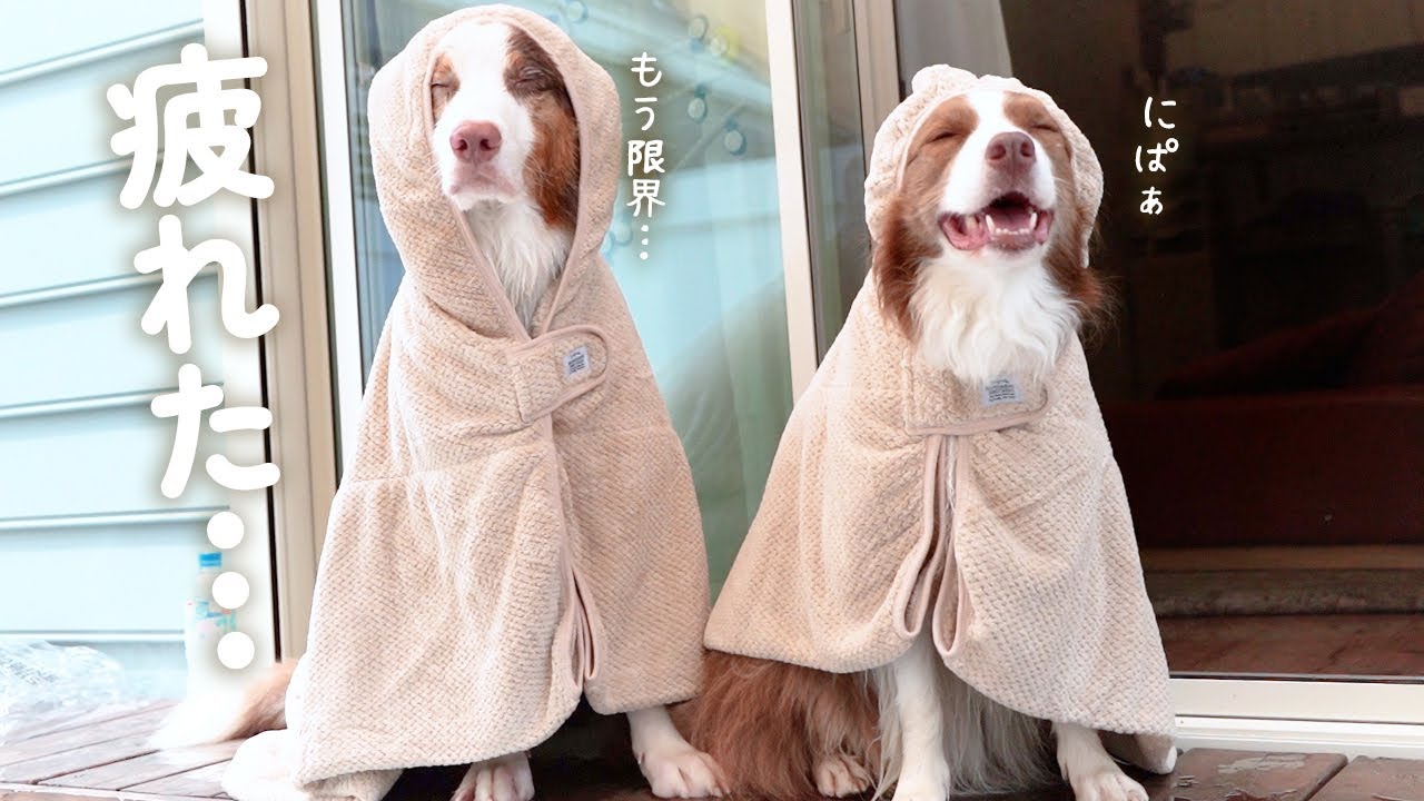 お水遊び後の愛犬達のバスローブ姿が可愛すぎた...！！今日は最新ドライヤーを使ってみました✨
