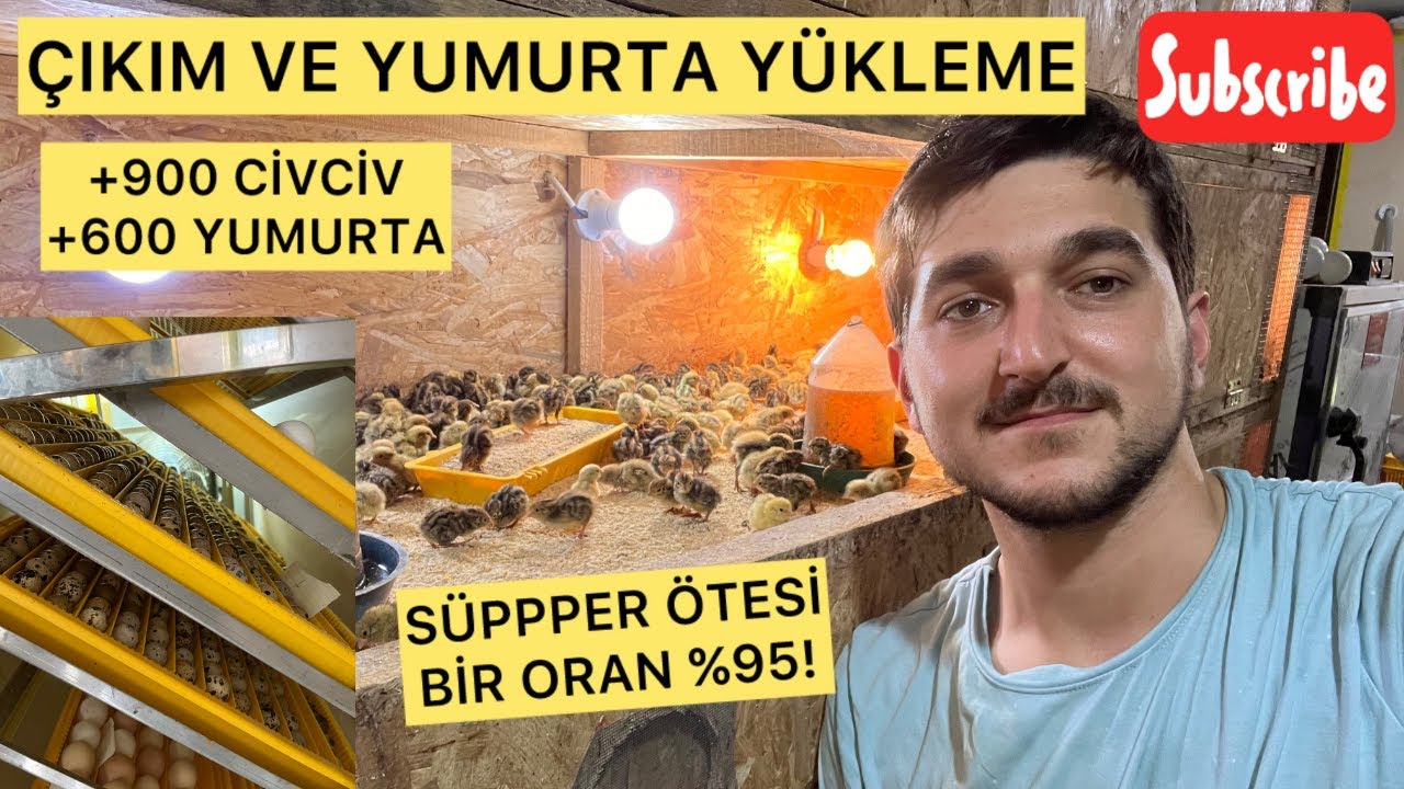“Böylesi Çıkım Görülmedi! 🤯 Yumurta Yükleme + Hobi Başlangıç Kafesi” -/  “Unbelievable Hatch! 🤯