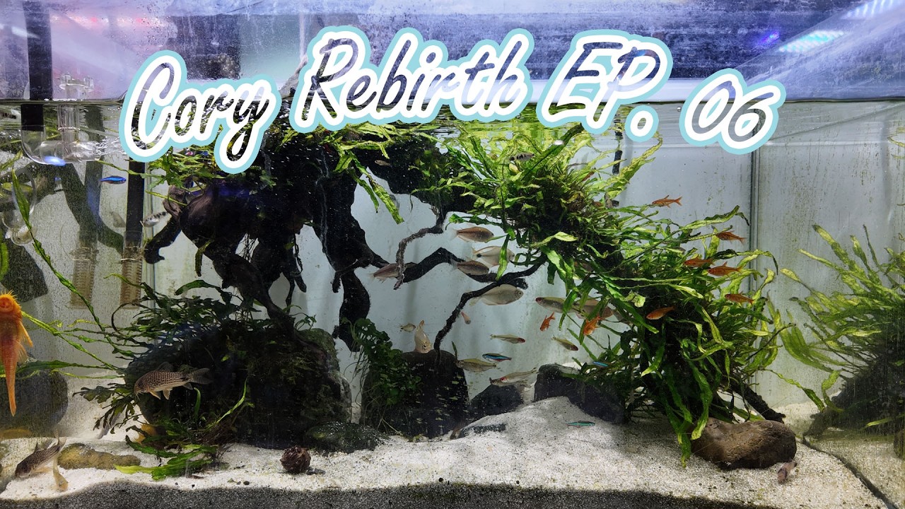 Cory Rebirth EP. 06