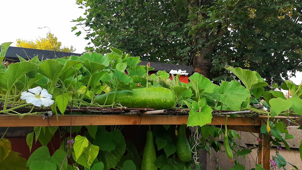 Shoker Bagan UK 2021 || August Garden Update || Bottle Gourd, Hyacinth Beans & Other Vegetables