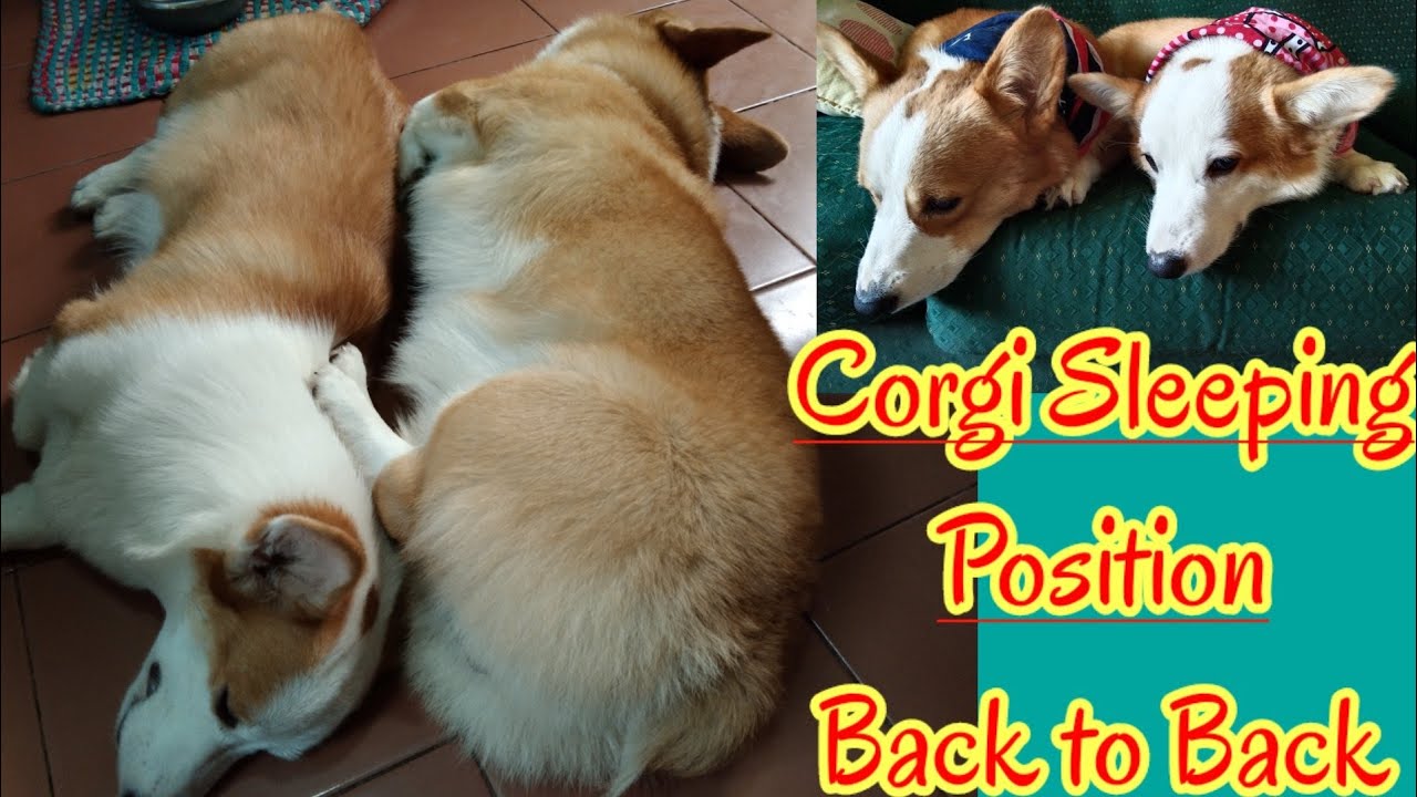 Corgi Sleeping Position Back To Back/Kinsleytv