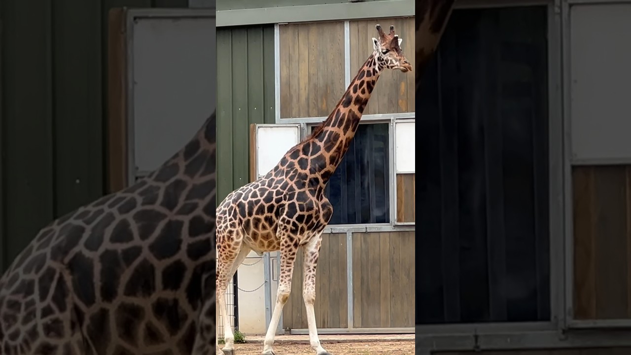 #giraffespotting