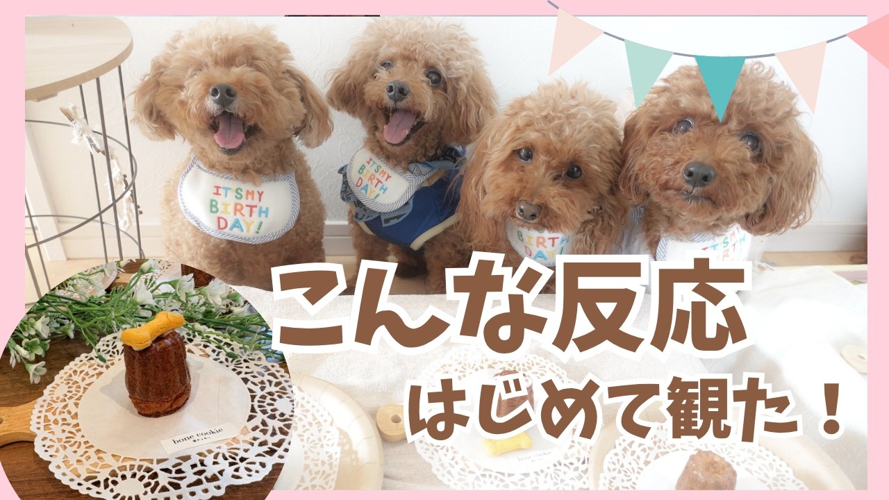 お祝いのつもりが、まさかの展開に。14匹の本気、見てください：犬の誕生日、犬用カヌレ
