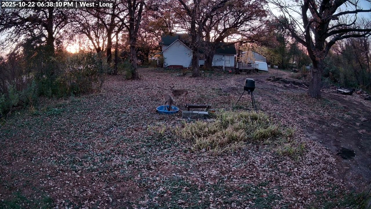 Animal Watch - 10/22/25 - Rare deer in the daylight!