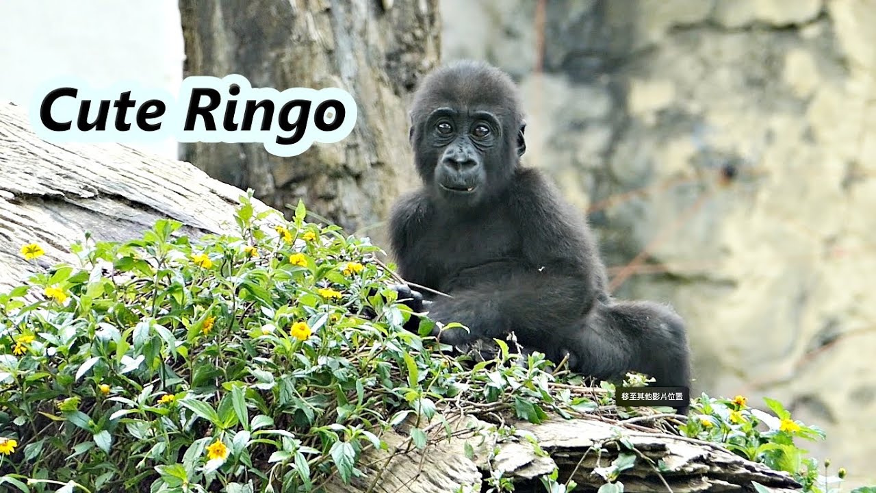 Cute little gorilla Ringo was peeing on mom's back /可愛的金剛猩猩Ringo在媽媽背上尿尿😂😂