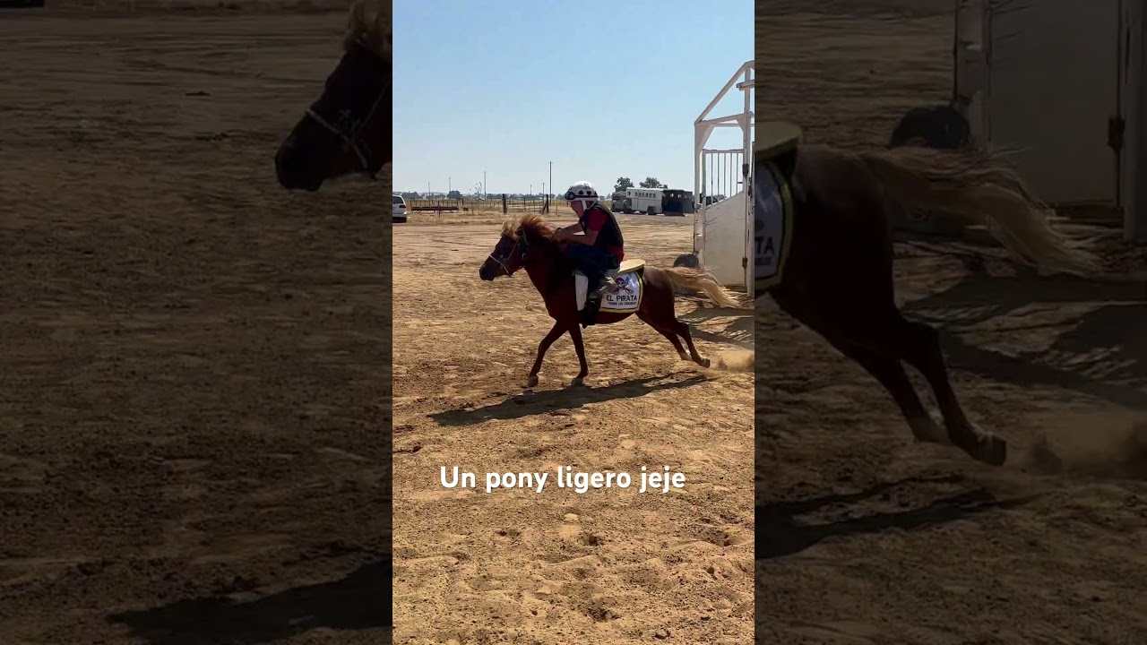 Pony que violento sali&oacute; jej #caballos