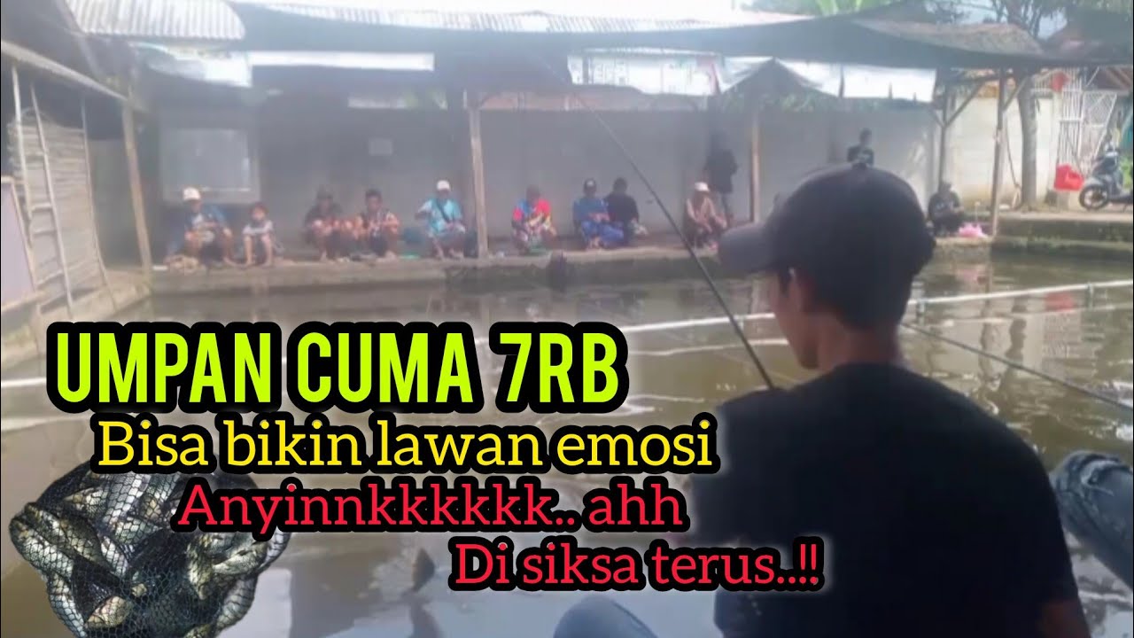 UMPAN DADAKAN TERAMPUH CUMA 7RB‼️IKAN NGUMPUL & MAKAN CEPAT DALAM HITUNGAN DETIK HANYA 4BAHAN BOSSSS